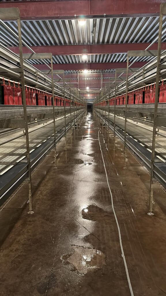 Overzicht van legkippenstal na reiniging