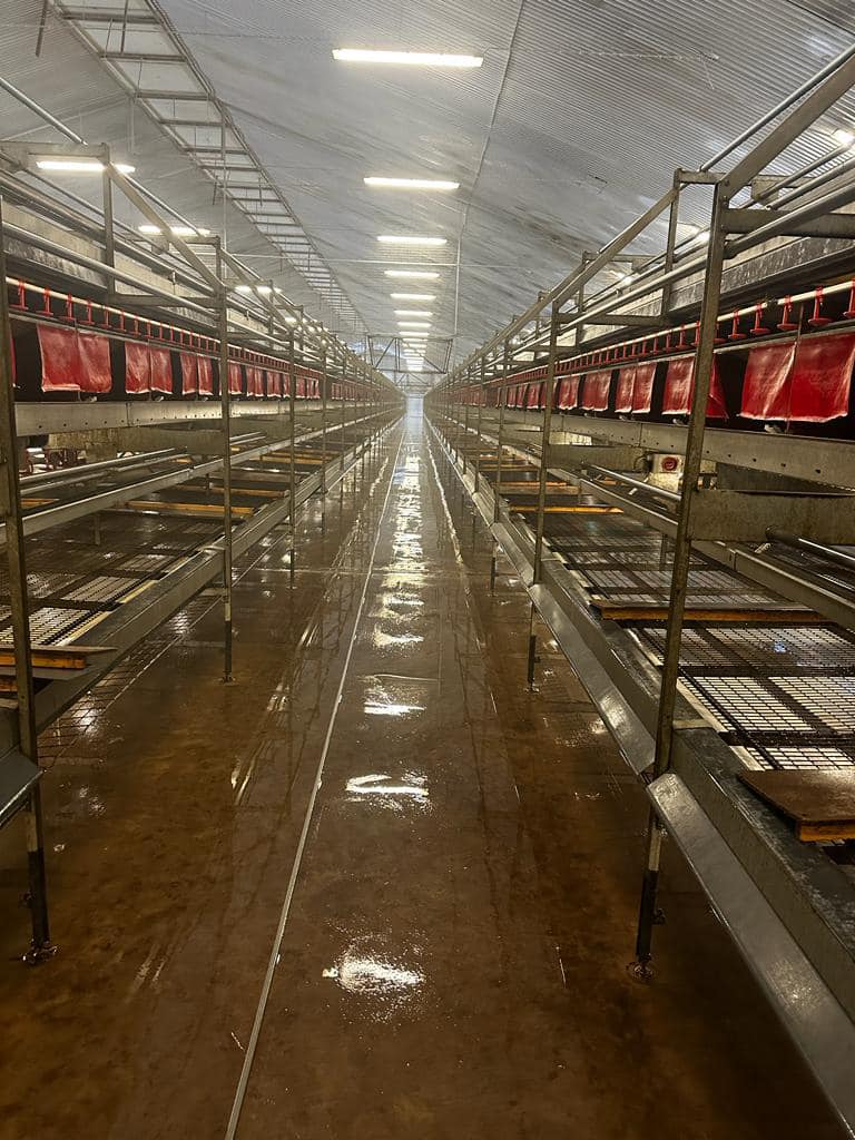 Overzicht van pluimveestal na het reinigen